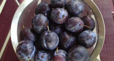 Top 4 recepty na výrobu sušených švestek na zimu doma